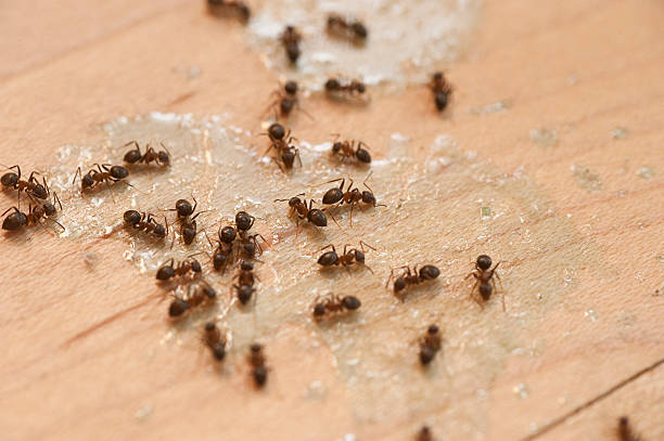 Best Affordable Pest Control Services  in West Lafayette, OH